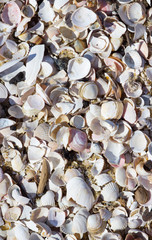 Natural shells and sand background