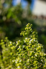 Obraz premium Oregano z białym kwiatem w świetle dziennym. Nazwa naukowa, Origanum vulgare.