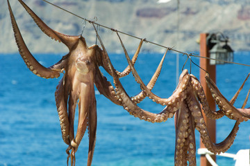 534 - octopus 