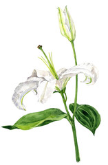 watercolor drawing white lily