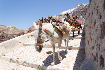 570 - Donkeys in Santorini