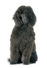 puppy poodle