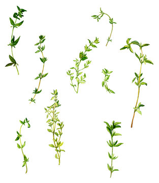 branches of thyme