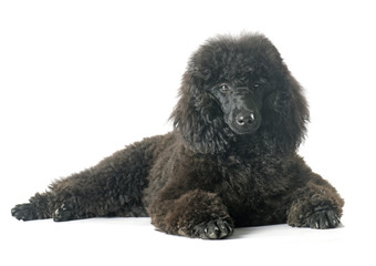 puppy poodle