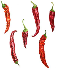 watercolor chili pepper
