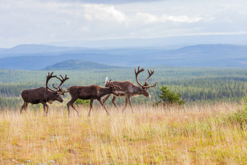 Naklejka premium Reindeer 