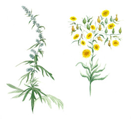 Watercolor illustration with wildflower - obrazy, fototapety, plakaty