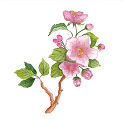 Watercolor branch of cherry blossoms