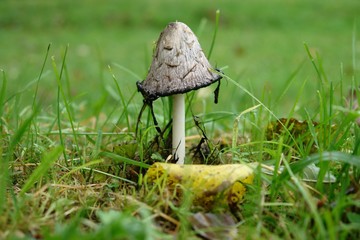 poisonous mushroom