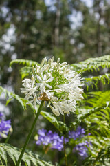 Coroas de Henrique, African Lily, 