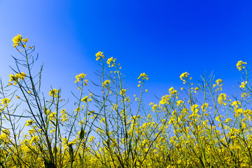 Yellow brassica campestris flower field in Moc Chau district, Son La province, Vietnam 