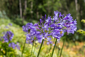 Agapanthus Africanus, African Lily, Coroas de Henrique