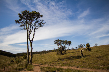 Steppe in National Park Horton Plains, Sri Lanka