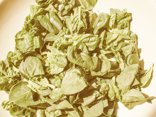 Retro looking Spinach leaves