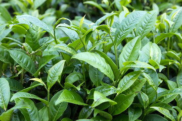 Green tea leaves in Moc Chau, Vietnam