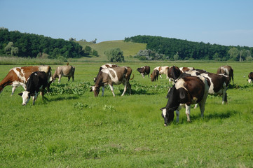 cows in a field