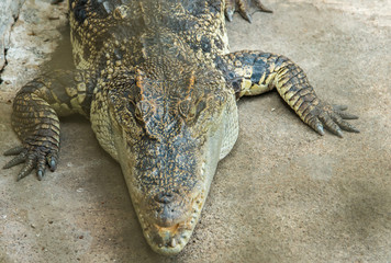 Close up crocodile as emerges from water with a toothy grin. The