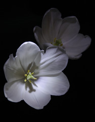 Fototapeta na wymiar white flowers