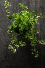 Oregano in a glass  on the old dark table