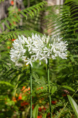 Agapanthus Africanus, African Lily, Coroas de Henrique