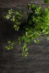 Bunch of oregano in a glass on the old dark table vertical