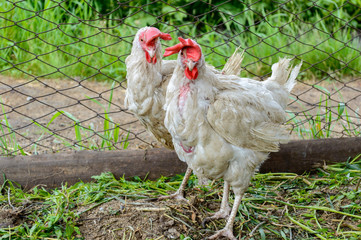 Chicken