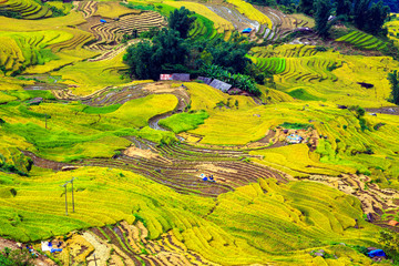 Obraz na płótnie Canvas Terraced rice fields in Vietnam 
