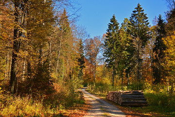 Fototapeta na wymiar Autumn sunny forest