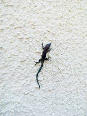 The lizard on the wall