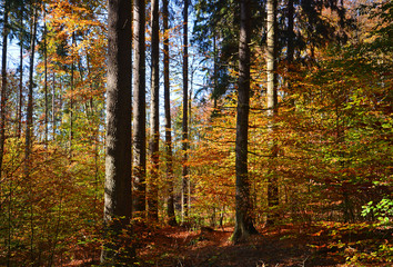 Fototapeta premium Autumn sunny forest