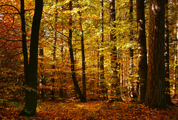 Obraz premium Autumn sunny forest