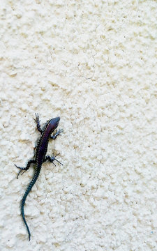 The lizard climbing the wall