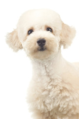 Blue Coat Toy Puddle with Curious Look