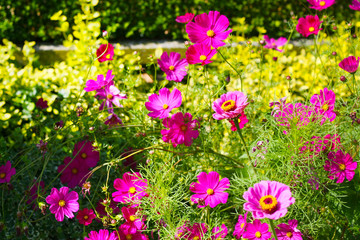 Fototapeta premium Cosmea (Cosmos bipinnatus) w kolorze różowym przed żywopłotem w ogrodzie przed domem