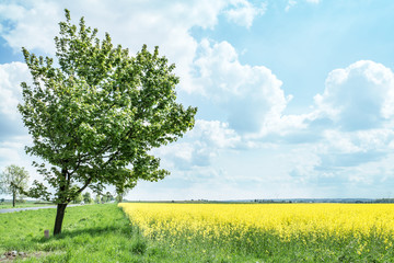 Field of rape seed plants and blue sky on the background.