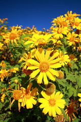 Obraz premium Japanese sunflower, Tree marigold field in Thung Buatong, Mae Hong son, Thailand