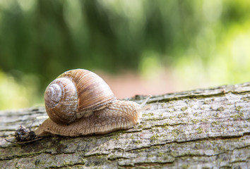 Snail creeping up the tree.