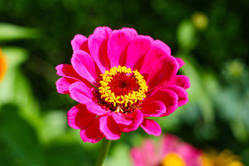 Obraz premium Bunte blühende Zinnien (Zinnia) im Garten - rosa und rosa