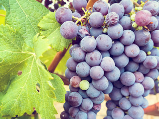 ripe grapes for wine