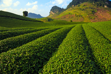 Beautiful fresh green tea plantation in Moc Chau dicstric, Son La province, Vietnam 