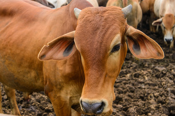 Head of red cow