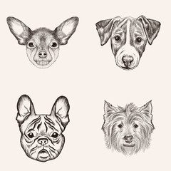 Sketch Bulldog Terriers. Hand drawn realistic faces of dogs vect - 90379760