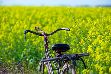 A bicycle in Wintercress fields. The tidal fields in this location with nice Wintercress can be used for making oil.