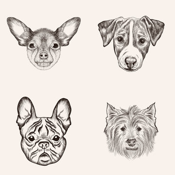 Sketch Bulldog Terriers. Hand drawn realistic faces of dogs vect