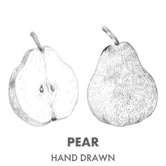 Sketch of pear. Hand drawn vector illustration. Fruit collection