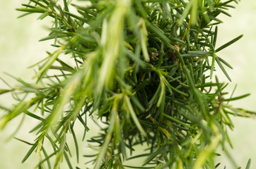 Aromatic and green garden-fresh rosemary closeup above camera 