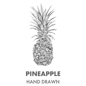 Sketch of pineapple. Hand drawn vector illustration. Fruit colle