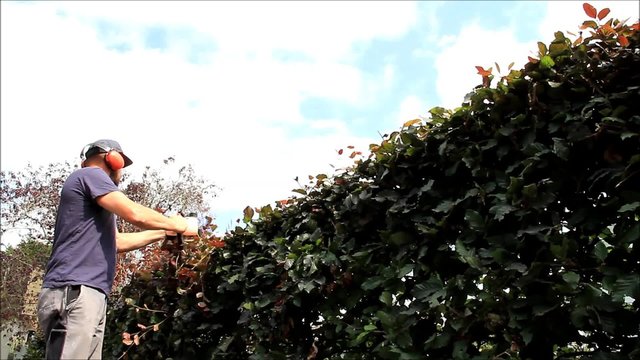 Heckenschnitt mit Motor Heckenschere, heckenschneiden, schneiden von Buchenhecke, zeitraffer, audio
 