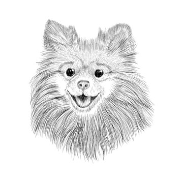 Sketch Spitz. Hand drawn face of dog vector illustration.