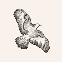 Vector sketch bird. Hand drawn illustration.